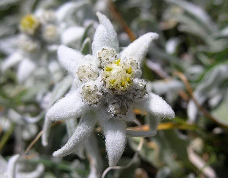 Leontopodium alpinum / Stella alpina